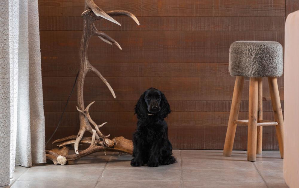 Black dog sitting next to antlers and wooden stool.